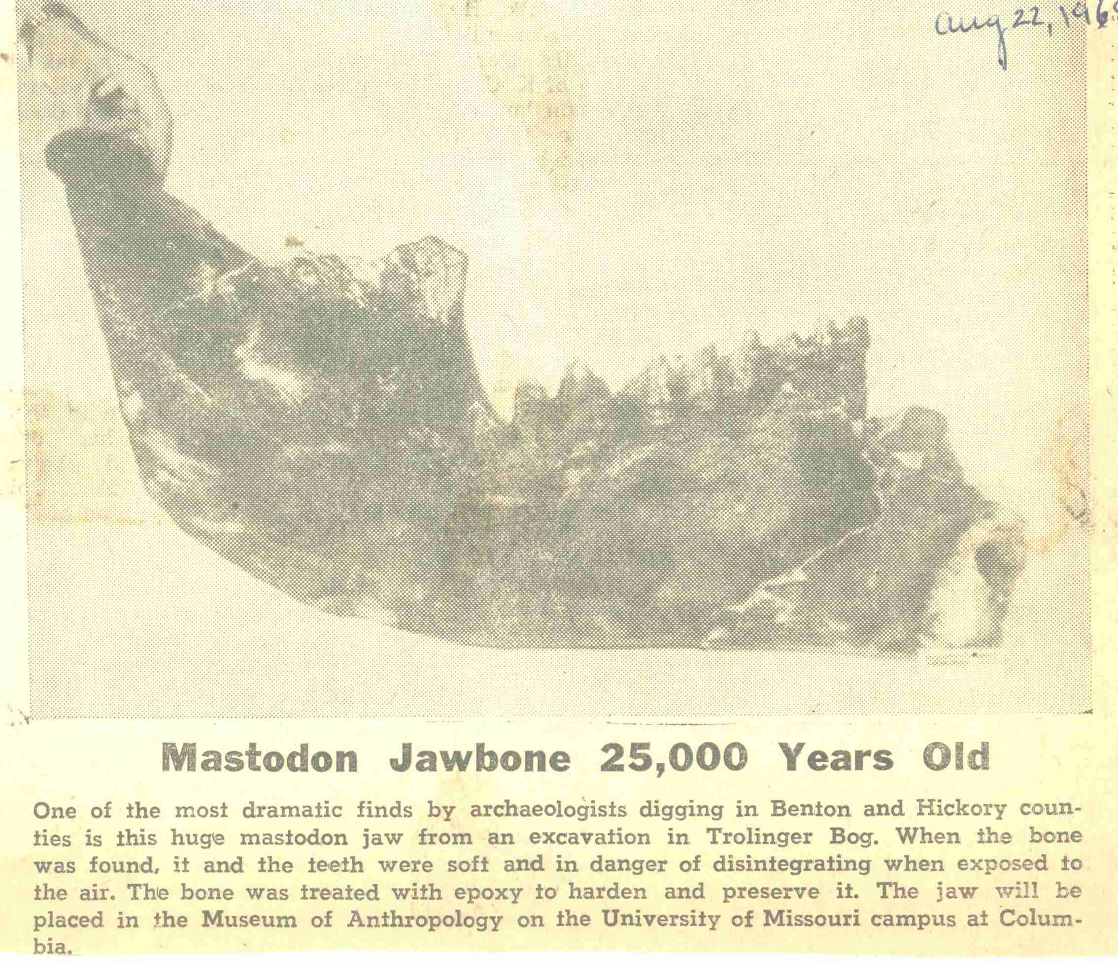 Lower jaw bone from American Mastodon.
